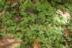 Hymenophyton