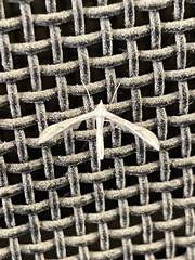 Platyptilia celidotus