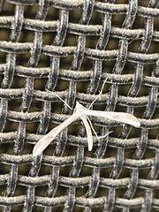 Platyptilia celidotus