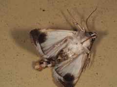 Agrotis munda