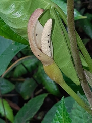 Xanthosoma crassinervium
