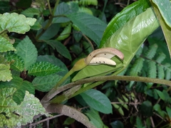 Xanthosoma crassinervium