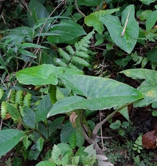 Xanthosoma crassinervium
