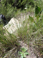 Manulea buchneroides