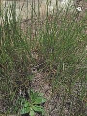 Manulea buchneroides