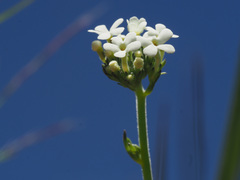 Manulea buchneroides