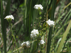 Manulea buchneroides