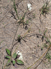 Manulea buchneroides