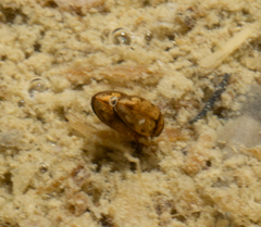 Mystonectes panaminti