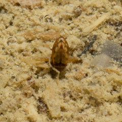 Mystonectes panaminti