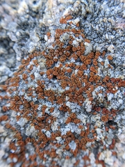 Rufoplaca arenaria
