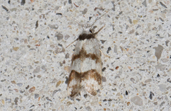 Chezala brachypepla