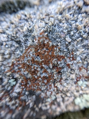 Rufoplaca arenaria
