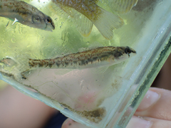 Etheostoma coosae