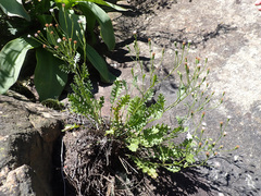 Senecio subrubriflorus