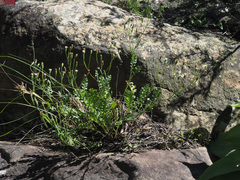 Senecio subrubriflorus