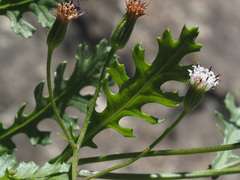 Senecio subrubriflorus