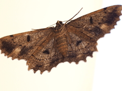 Scioglyptis lyciaria