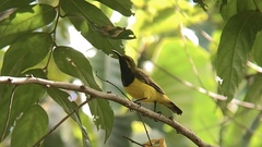 Cinnyris jugularis frenatus