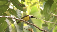 Cinnyris jugularis frenatus