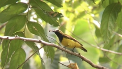 Cinnyris jugularis frenatus