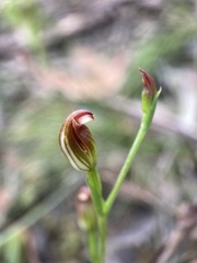 Pterostylis rubescens