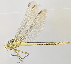 Notogomphus praetorius