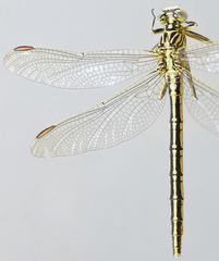 Notogomphus praetorius