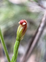 Pterostylis rubescens