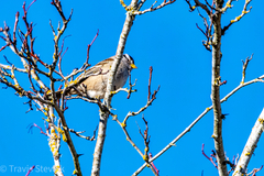 Zonotrichia leucophrys