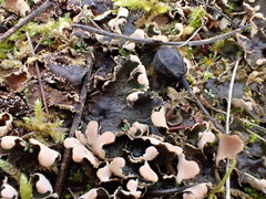 Peltigera neckeri