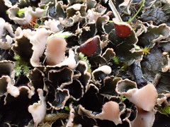Peltigera neckeri