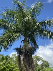 Archontophoenix alexandrae