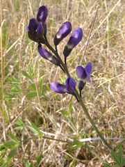 Baptisia australis aberrans