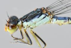 Pseudagrion caffrum