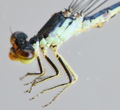Pseudagrion caffrum