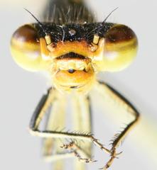 Pseudagrion caffrum