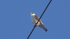 Gampsonyx swainsonii