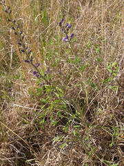 Baptisia australis aberrans