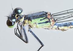 Pseudagrion spernatum