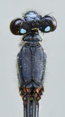 Pseudagrion spernatum