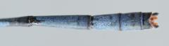 Pseudagrion spernatum