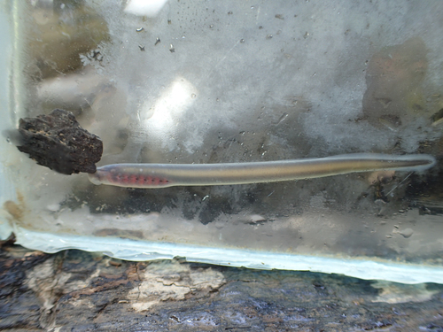 Petromyzontidae