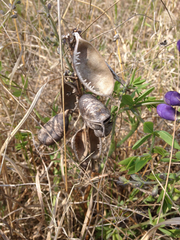 Baptisia australis aberrans