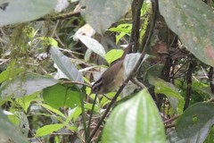 Basileuterus melanotis