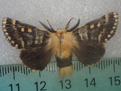 Tanystola isabella
