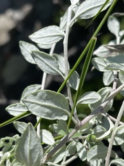Helichrysum lepidissimum