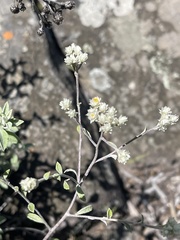 Helichrysum lepidissimum
