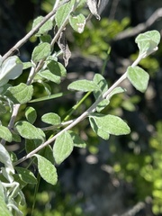 Helichrysum lepidissimum
