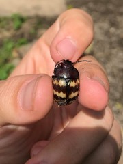 Platyphora spectanda